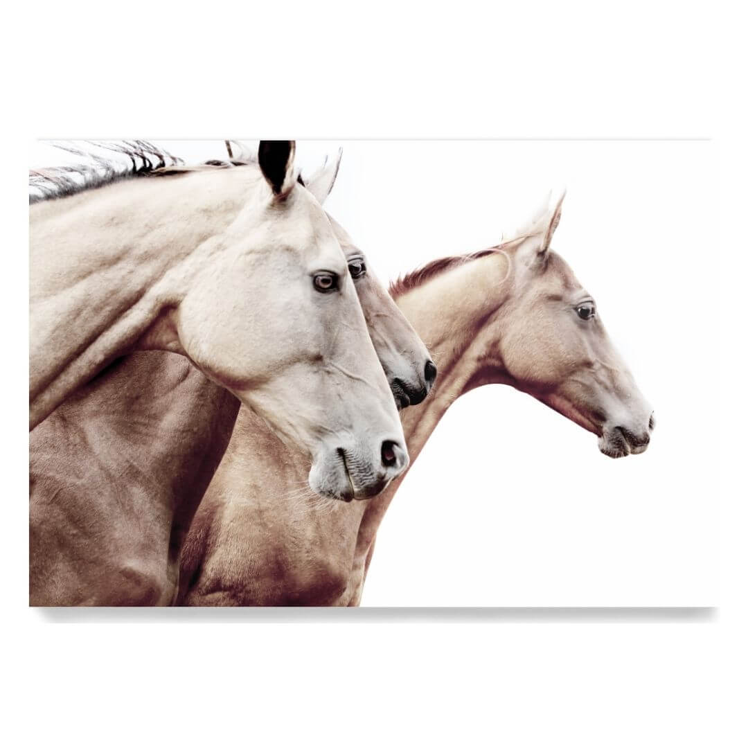 3 Palomino Horses Wall Art Photo Print Not Framed Unframed by Beautiful Home Decor, artwork also available framed