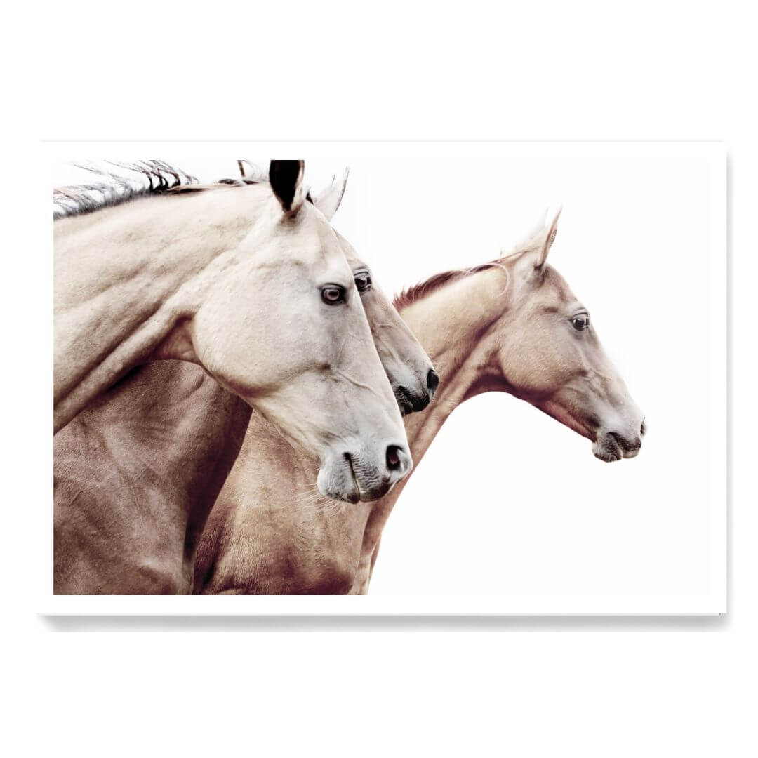 3 Palomino Horses Wall Art Photo Print unframed without a white border by Beautiful Home Décor, artwork also available framed.