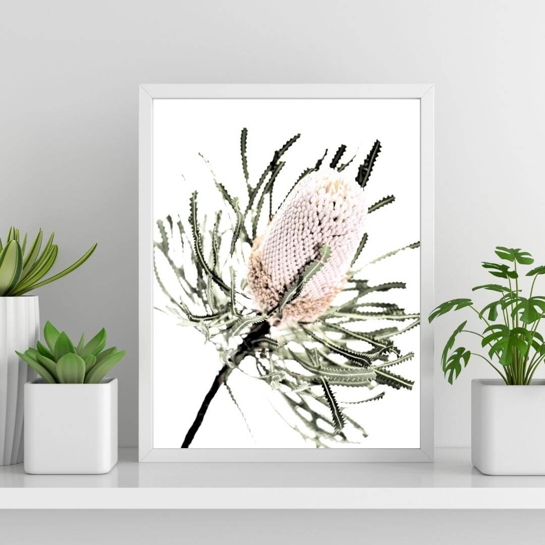 A wall art photo print of an Australian Native Banksia Flower A with a white frame or unframed on a shelf