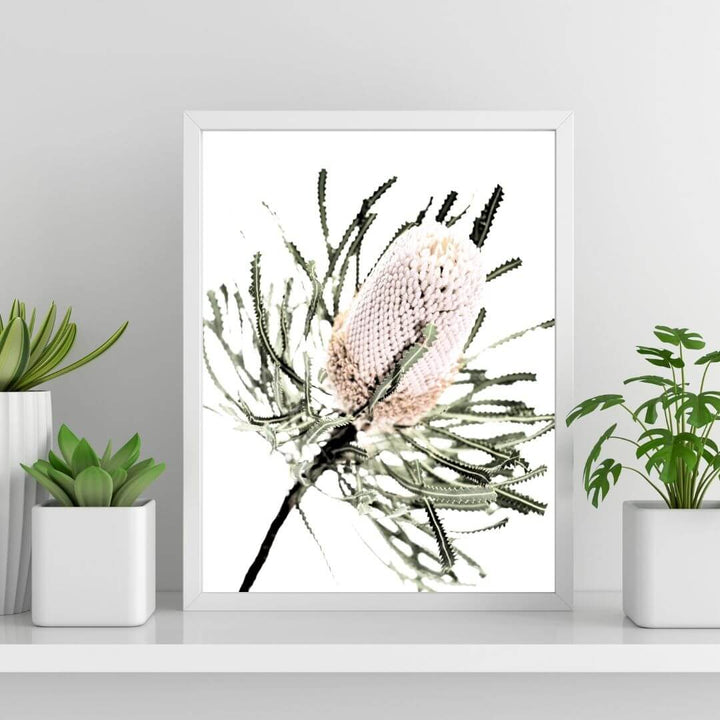 A wall art photo print of an Australian Native Banksia Flower A with a white frame or unframed on a shelf