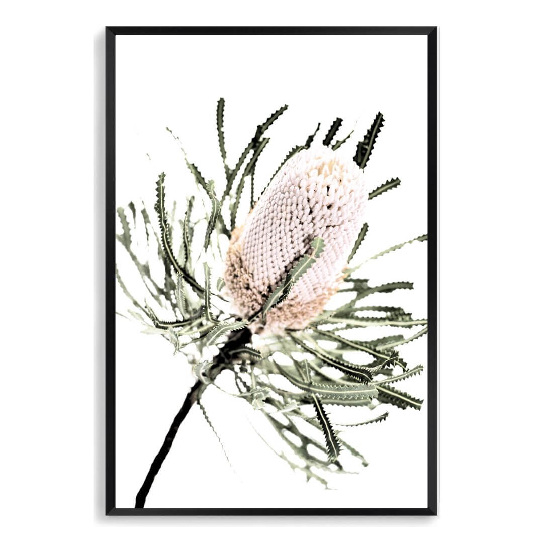 A wall art print of an Australian Native Banksia Floral A with a black frame and no white border also available unframed.