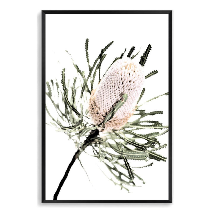 A wall art print of an Australian Native Banksia Floral A with a black frame and no white border also available unframed.