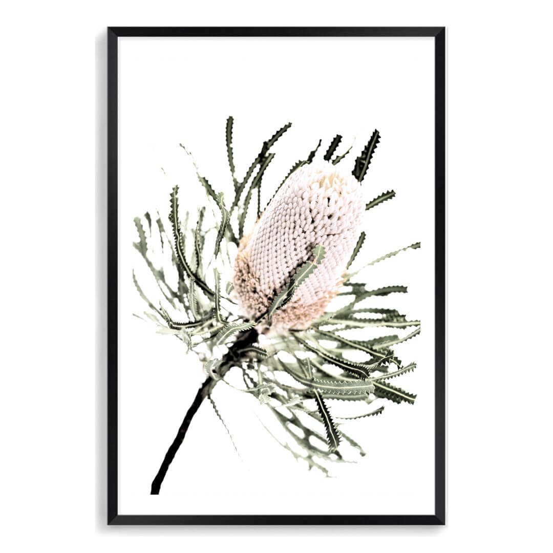 A wall art print of an Australian Native Banksia Floral A with a black frame and white border also available unframed.