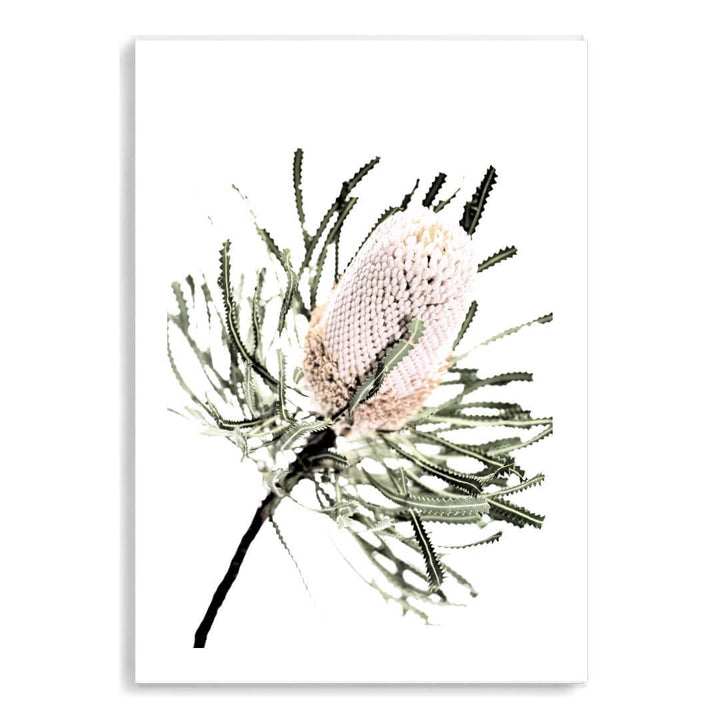 A wall art print of an Australian Native Banksia Floral A unframed and white border also available framed.