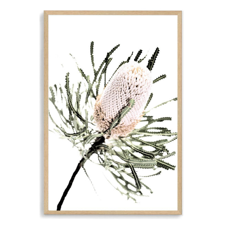 A wall art print of an Australian Native Banksia Floral A with a timber frame and no white border also available unframed.
