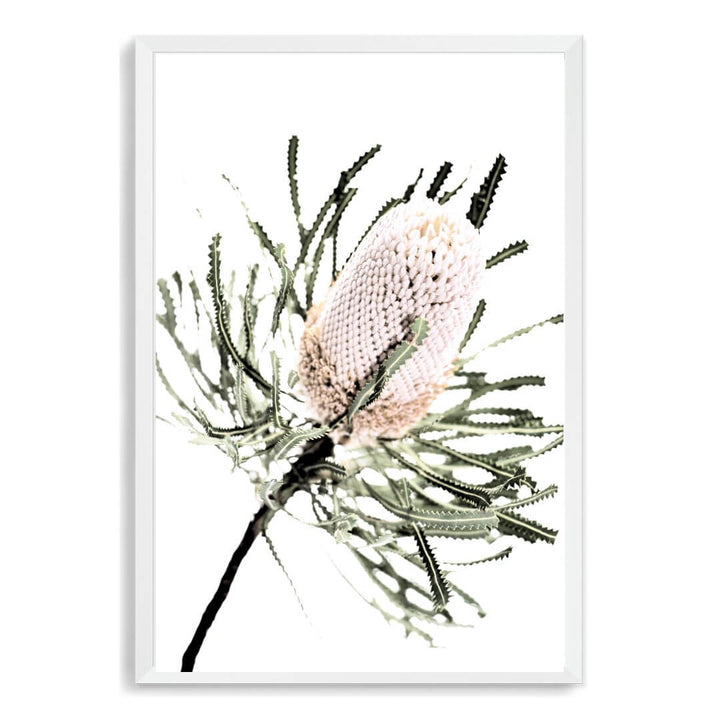 A wall art print of an Australian Native Banksia Floral A with a white frame and no white border also available unframed.
