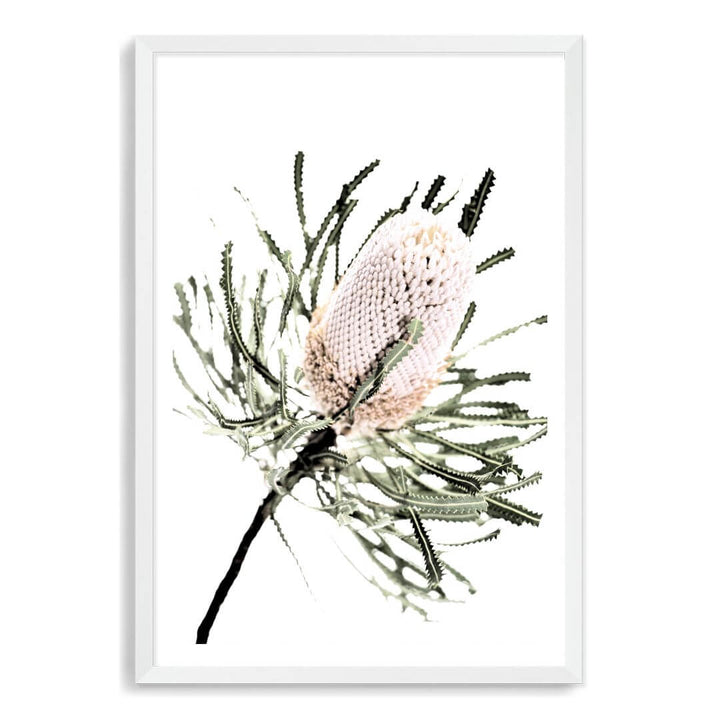 A wall art print of an Australian Native Banksia Floral A with a white frame and white border also available unframed.