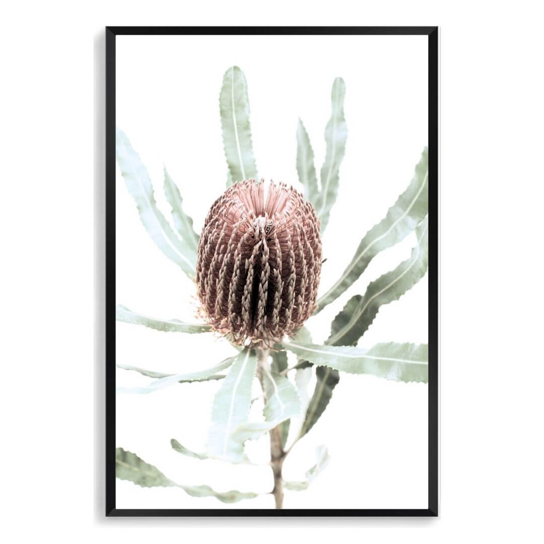 The wall art print of an Australian Native Banksia Floral B with a black frame and no white border also available unframed.