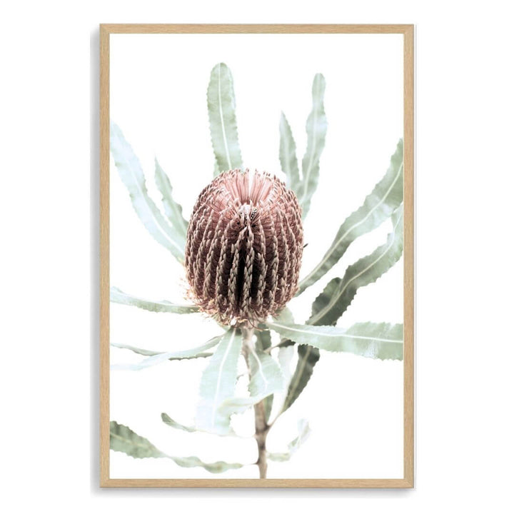 The wall art print of an Australian Native Banksia Floral B with a timber frame and no white border also available unframed.