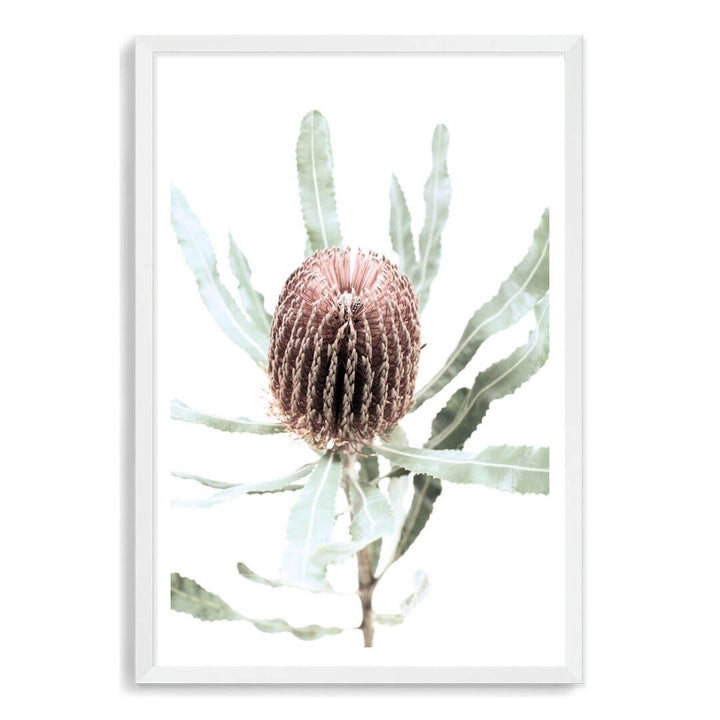 The wall art print of an Australian Native Banksia Floral B with a white frame and white border also available unframed.