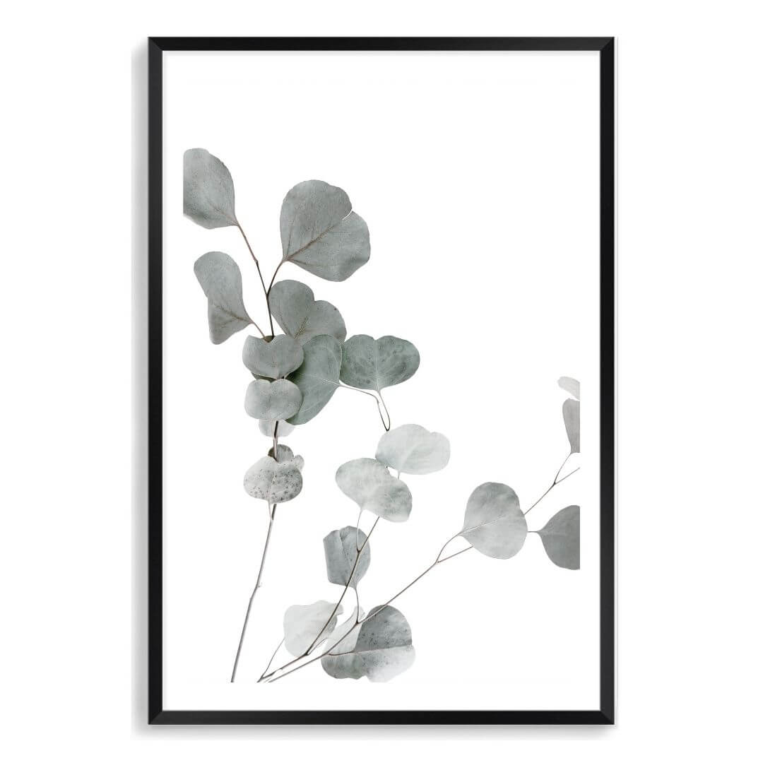A wall art photo print of an Australian native eucalyptus leaves A with a black frame, white border by Beautiful Home Decor