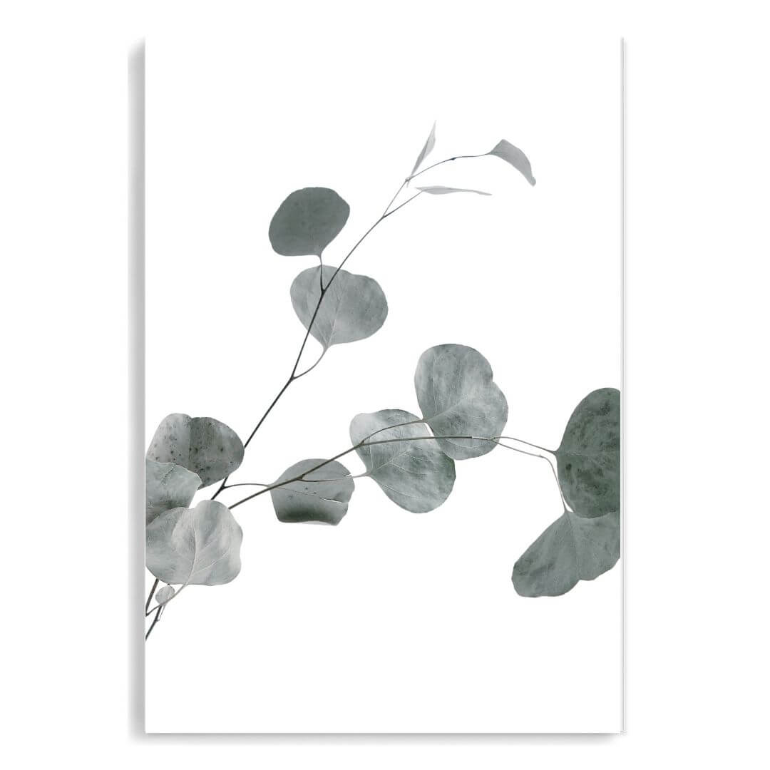 A wall art photo print of an Australian native eucalyptus leaves B unframed, printed edge to edge without a white border