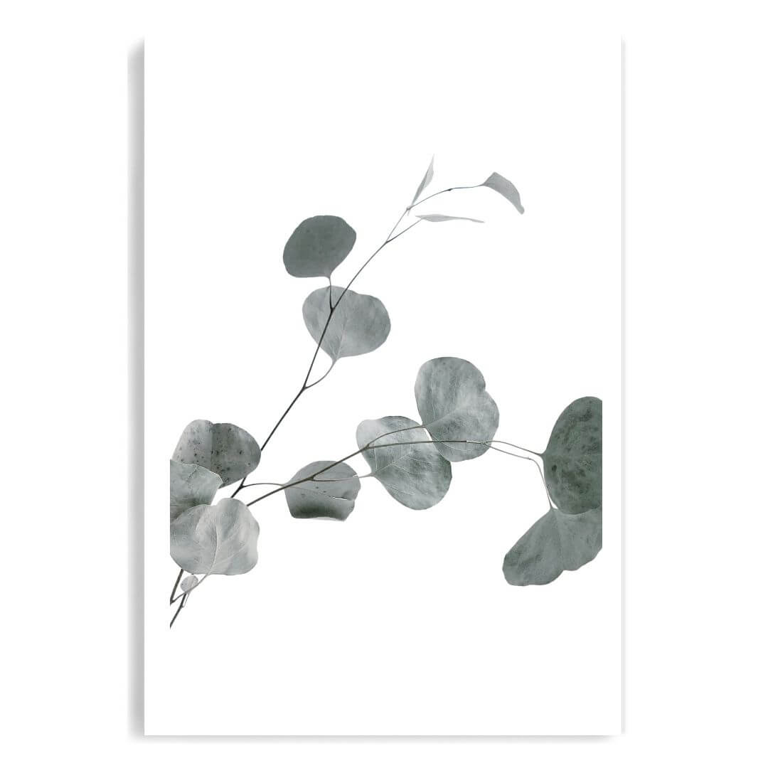 A wall art photo print of an Australian native eucalyptus leaves B unframed with a white border by Beautiful HomeDecor