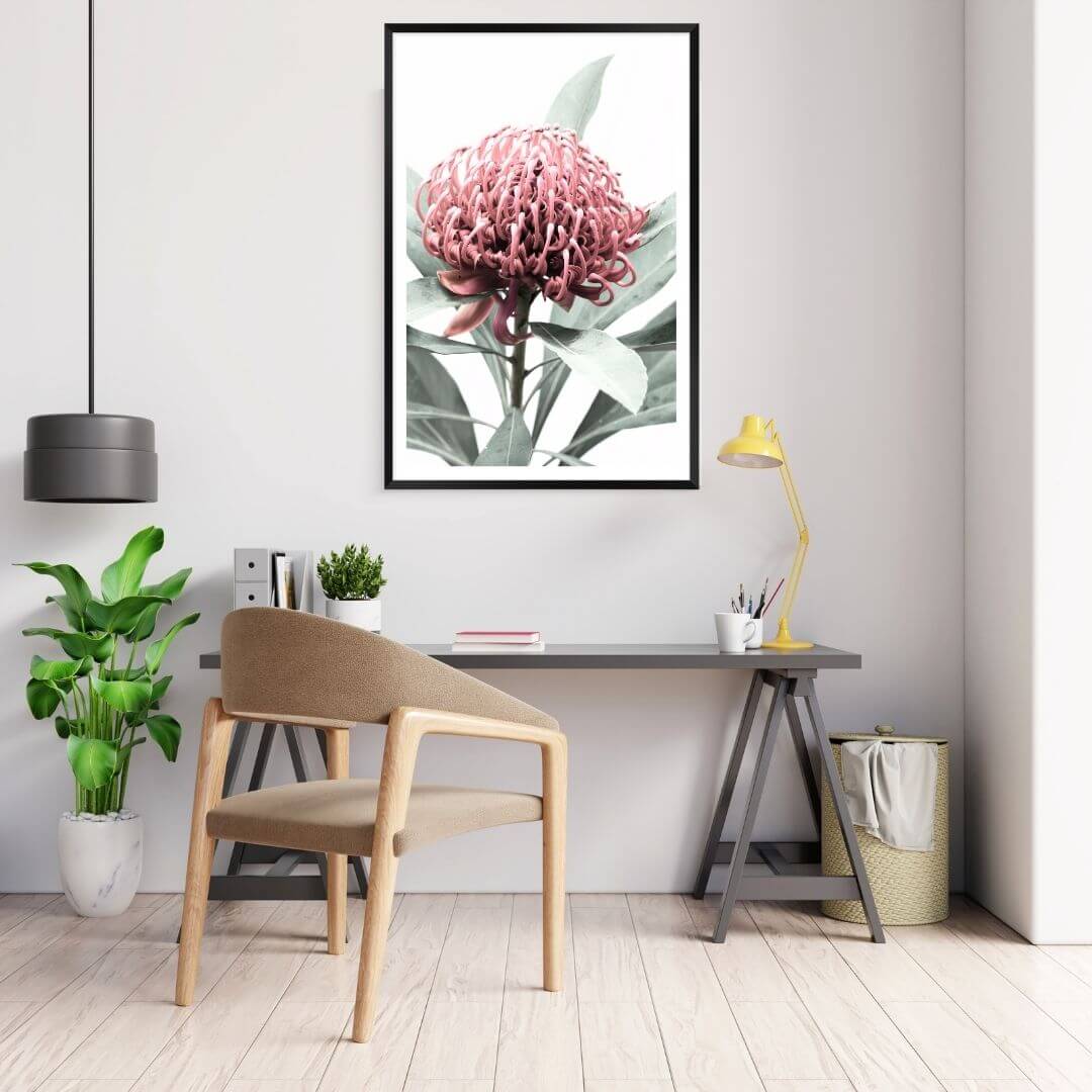 A wall art photo print of a red Australian native waratah flower A with a black frame or unframed to decorate an empty wall, a native Australian wall art