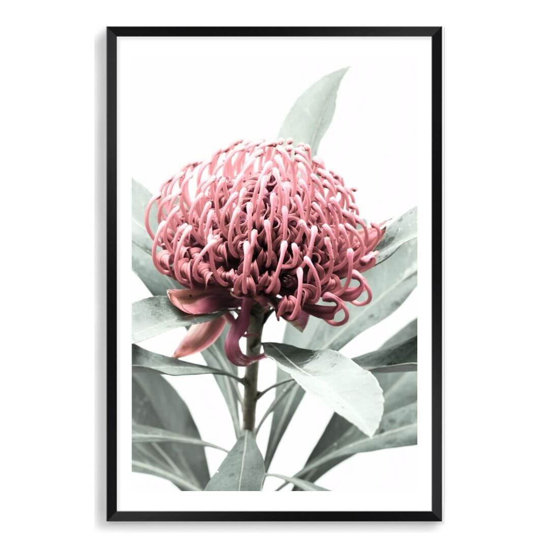 A wall art photo print of a red Australian native waratah flower A with a black frame, white border by Beautiful Home Decor