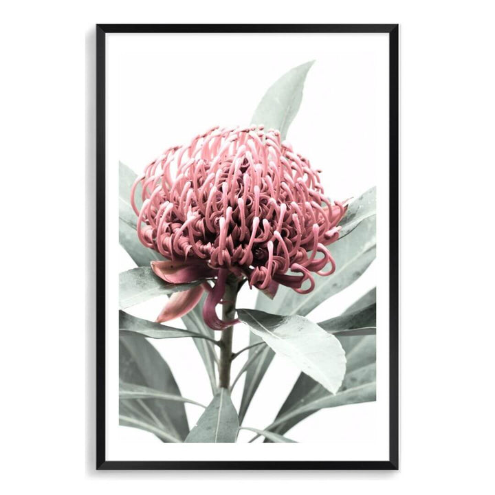 A wall art photo print of a red Australian native waratah flower A with a black frame, white border by Beautiful Home Decor