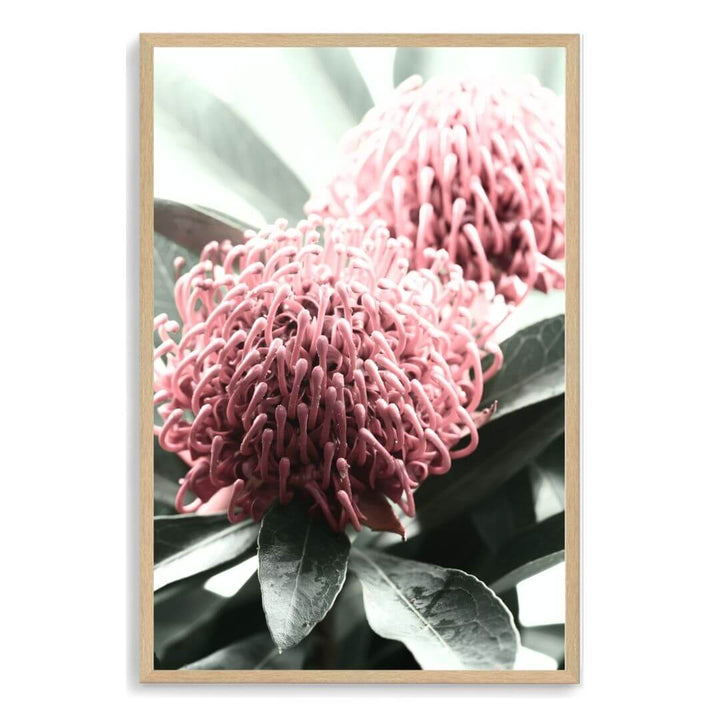 2 Australian Native Waratah Flowers B Wall art photo print with a timber frame, no white border at Beautiful HomeDecor