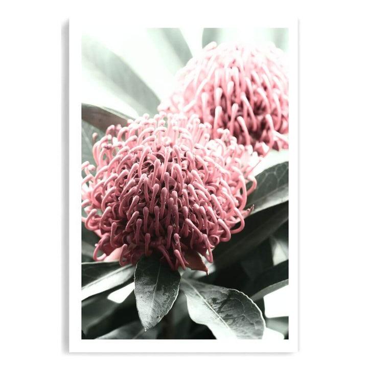 2 Australian Native Waratah Flowers B Wall art photo print unframed with a white border by Beautiful HomeDecor