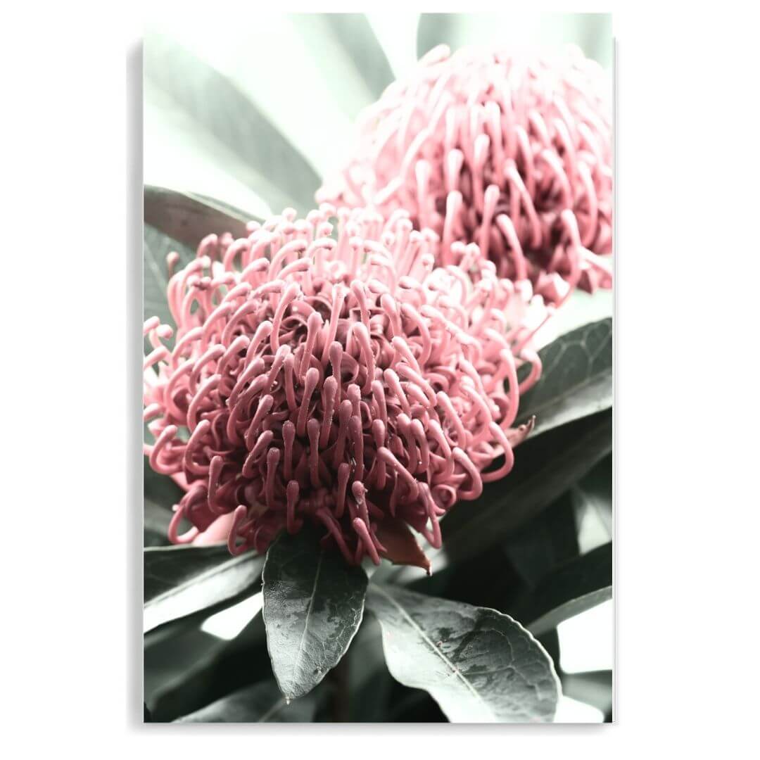 2 Australian Native Waratah Flowers B Wall art photo print unframed, printed edge to edge without a white border