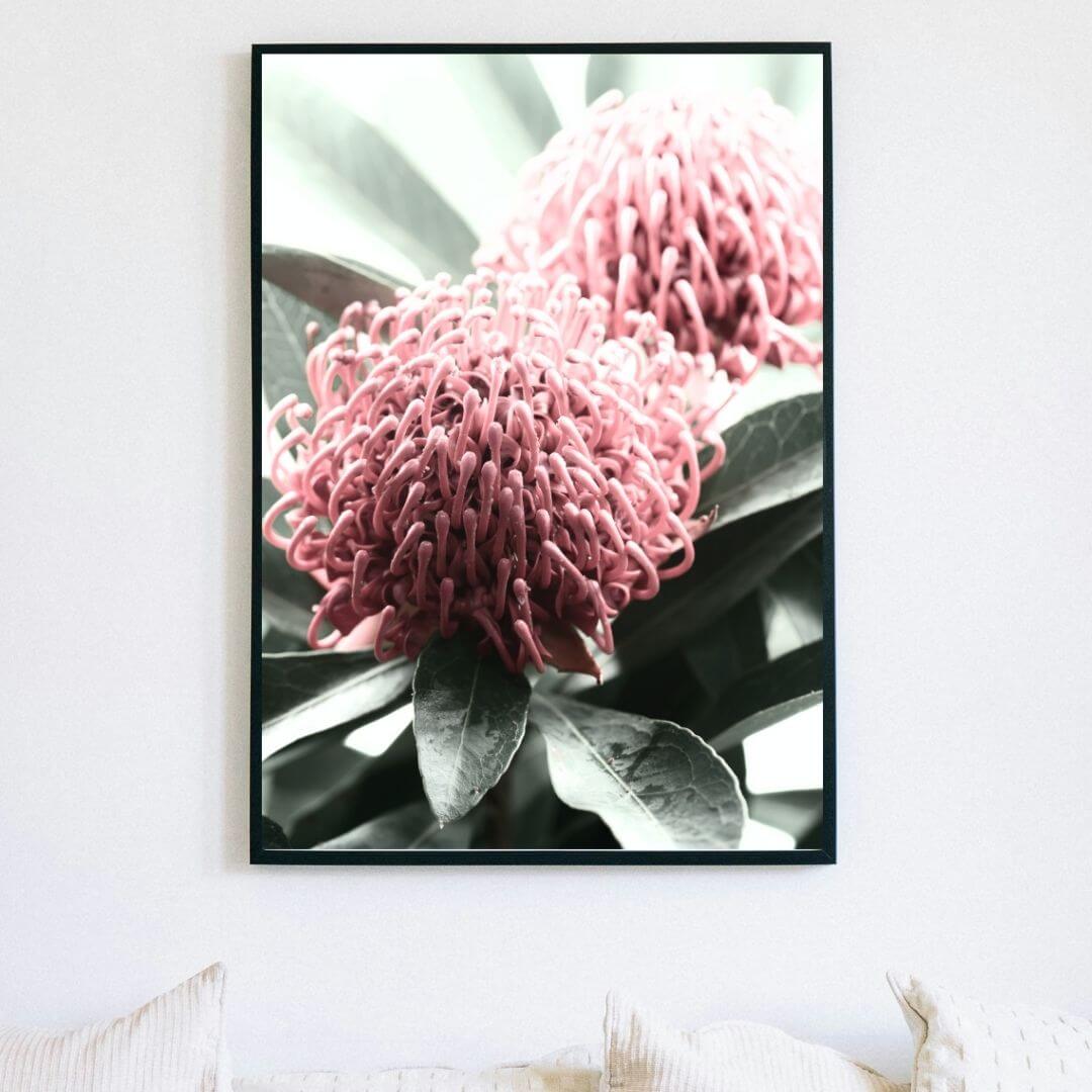 2 Australian Native Waratah Flowers B Wall art photo print with a black frame or unframed to decorate an empty wall, a native Australian wall art