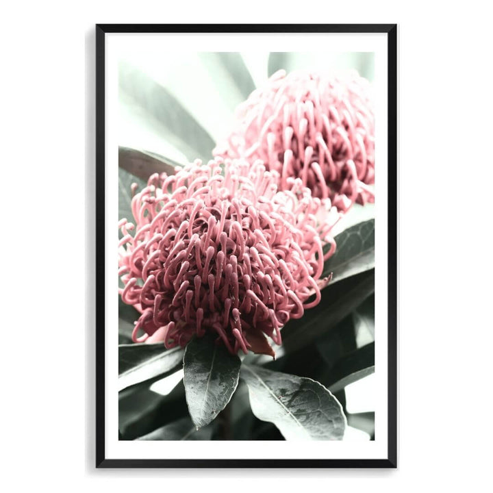 2 Australian Native Waratah Flowers B Wall art photo print with a black frame, white border by Beautiful Home Decor