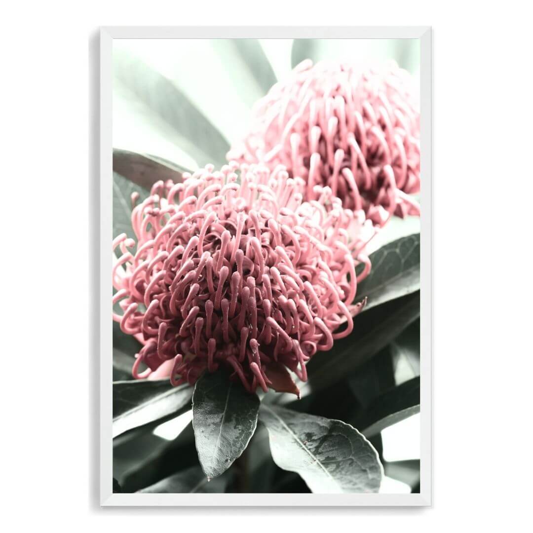 2 Australian Native Waratah Flowers B Wall art photo print with a white frame, no white border at Beautiful HomeDecor