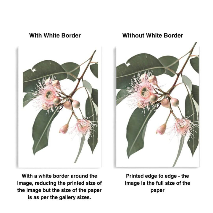 A gallery wall art set of 5 Australian Natives Flowers with or without a white border