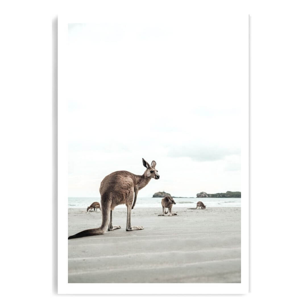 A coastal wall art photo print of beach side kangaroos unframed with a white border by Beautiful Home Decor