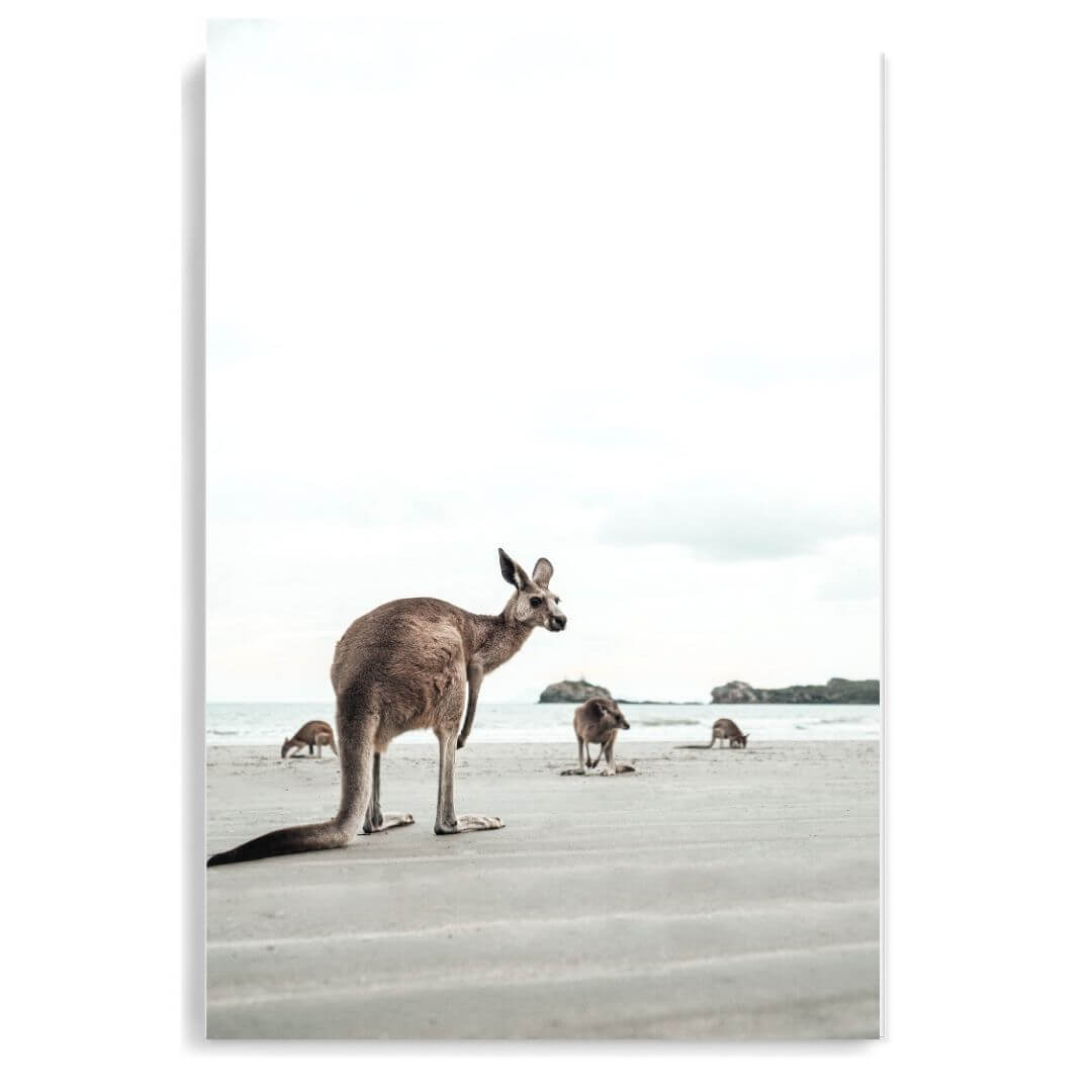 A coastal wall art photo print of beach side kangaroos unframed, printed edge to edge without a white border
