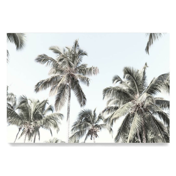 A wall art photo print of coastal palm trees and blue sky unframed, printed edge to edge without a white border