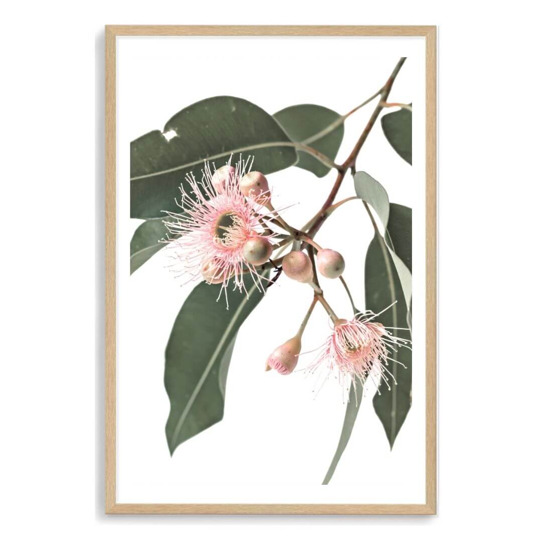 A wall art photo print of native gum eucalyptus flower a with a timber frame, white border by Beautiful Home Decor