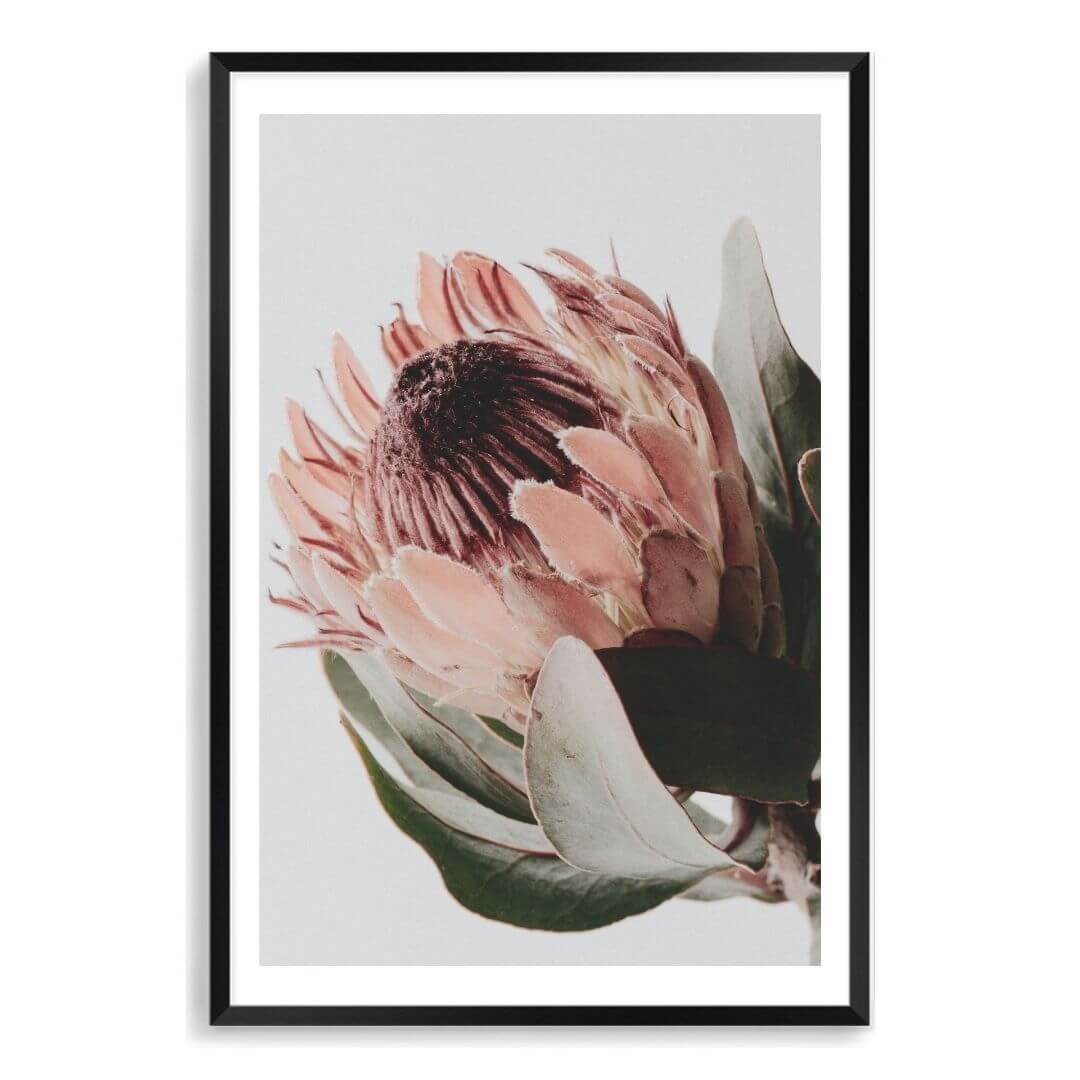 A wall art photo print of a peach protea floral a with a black frame, white border by Beautiful Home Decor