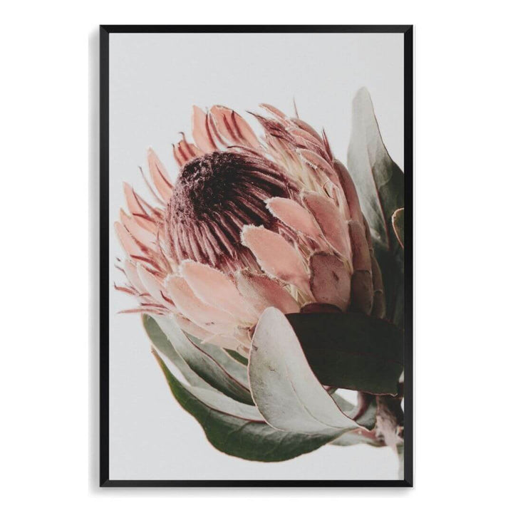 A wall art photo print of a peach protea floral a with a black frame, no white border at Beautiful HomeDecor