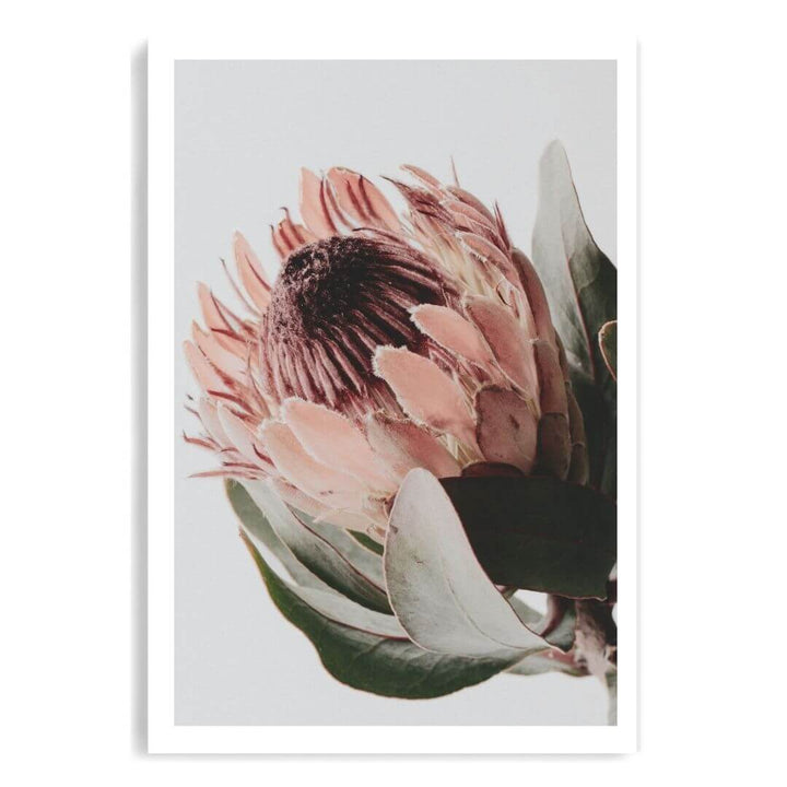 A wall art photo print of a peach protea floral a unframed with a white border by Beautiful HomeDecor