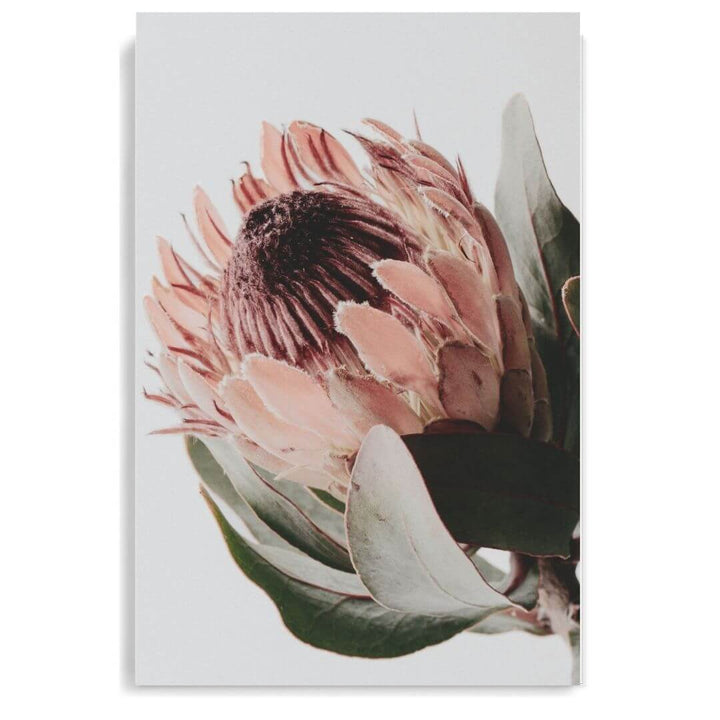 A wall art photo print of a peach protea floral a unframed, printed edge to edge without a white border