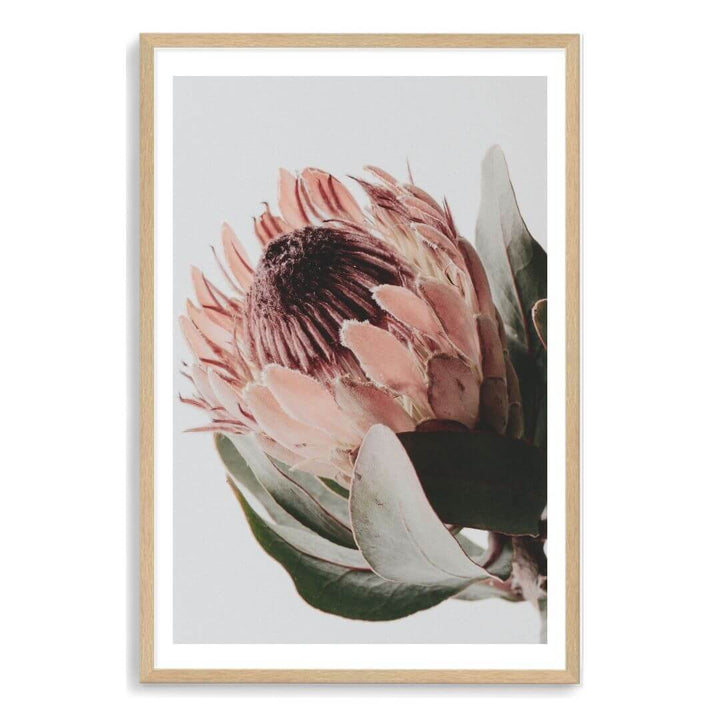 A wall art photo print of a peach protea floral a with a timber frame, white border by Beautiful Home Decor