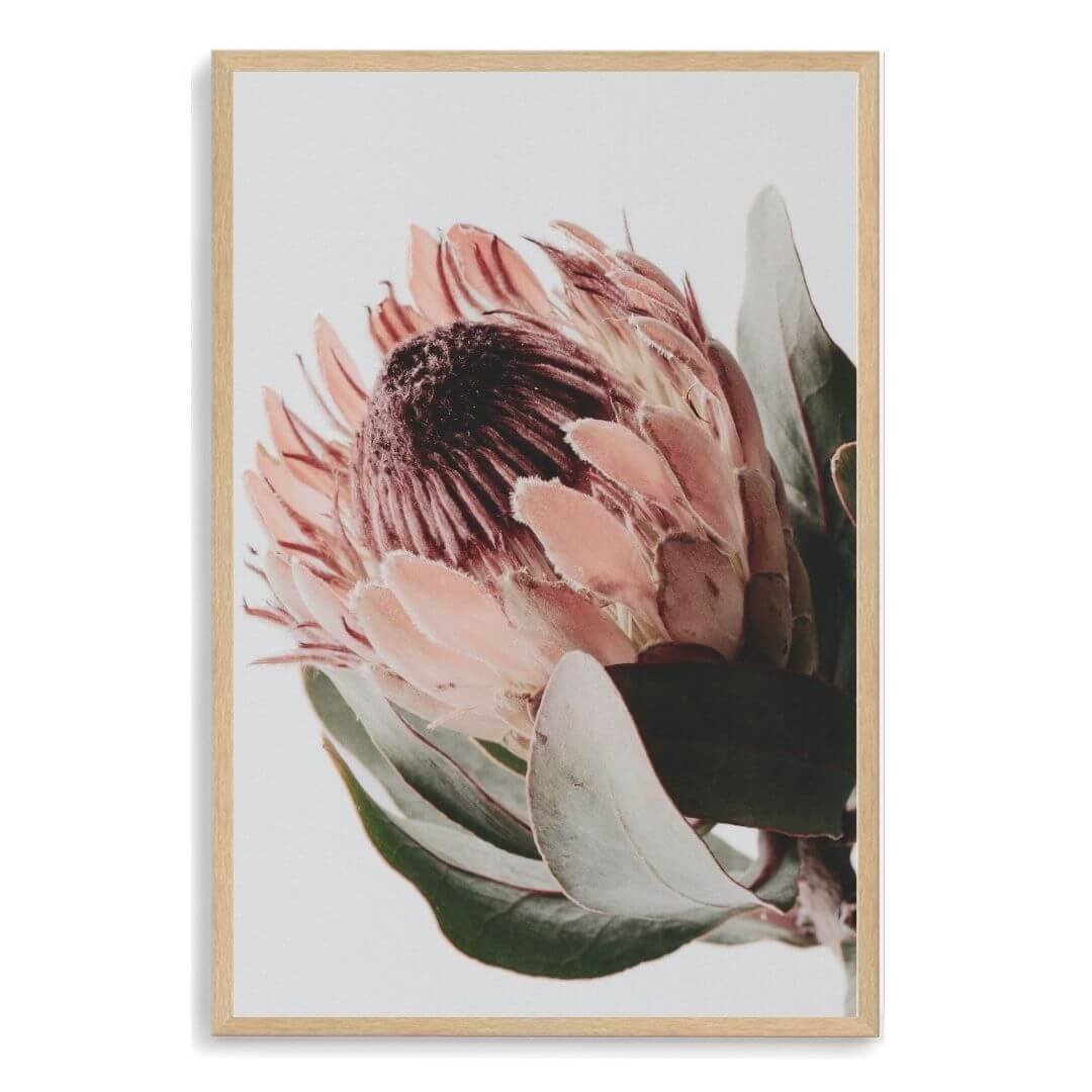 A wall art photo print of a peach protea floral a with a timber frame, no white border at Beautiful HomeDecor