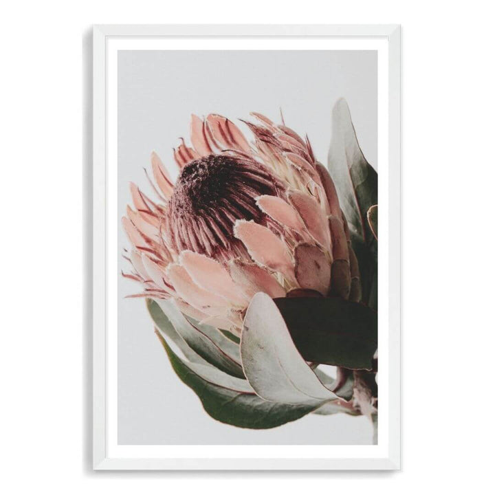 A wall art photo print of a peach protea floral a with a white frame, white border by Beautiful Home Decor