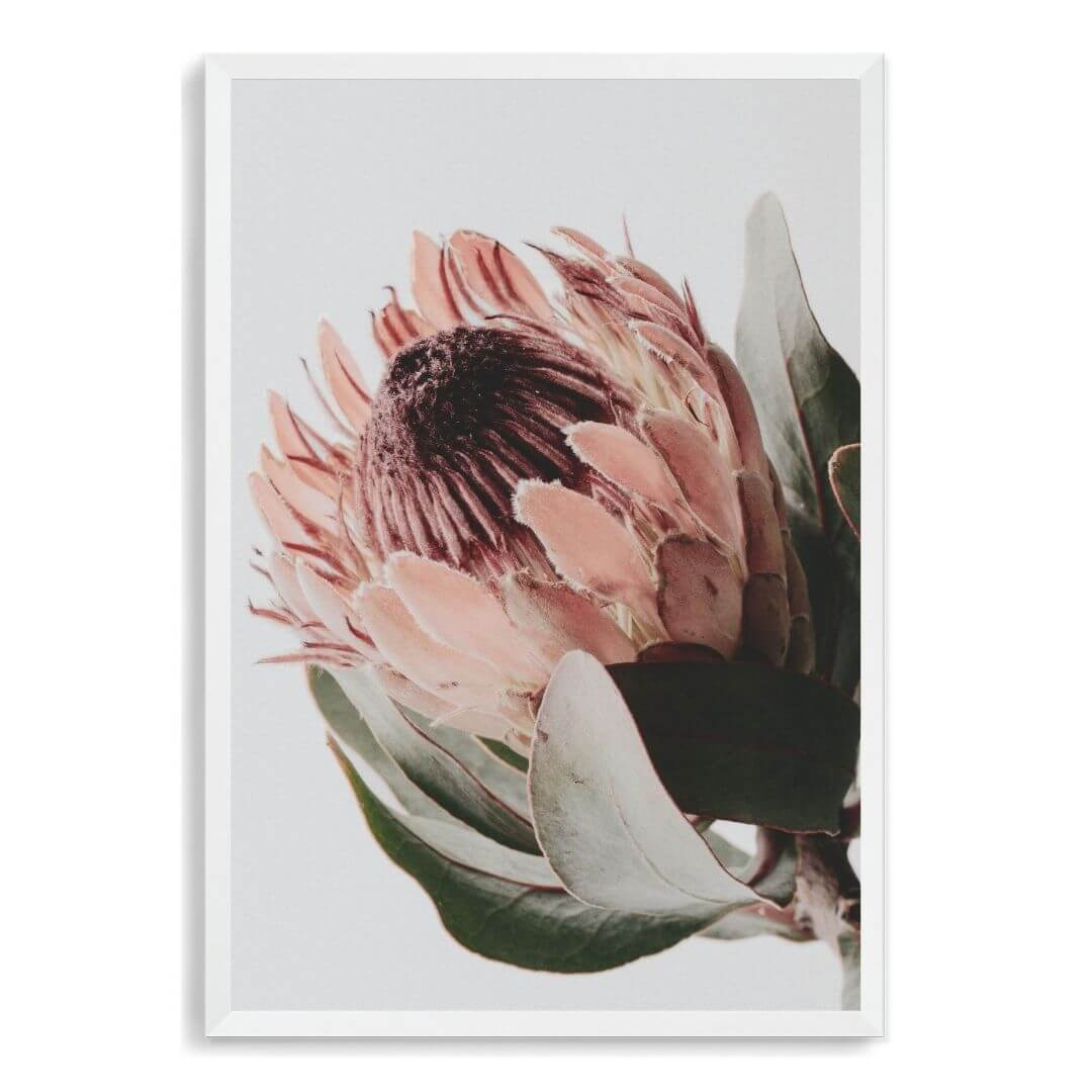 A wall art photo print of a peach protea floral a with a white frame, no white border at Beautiful HomeDecor