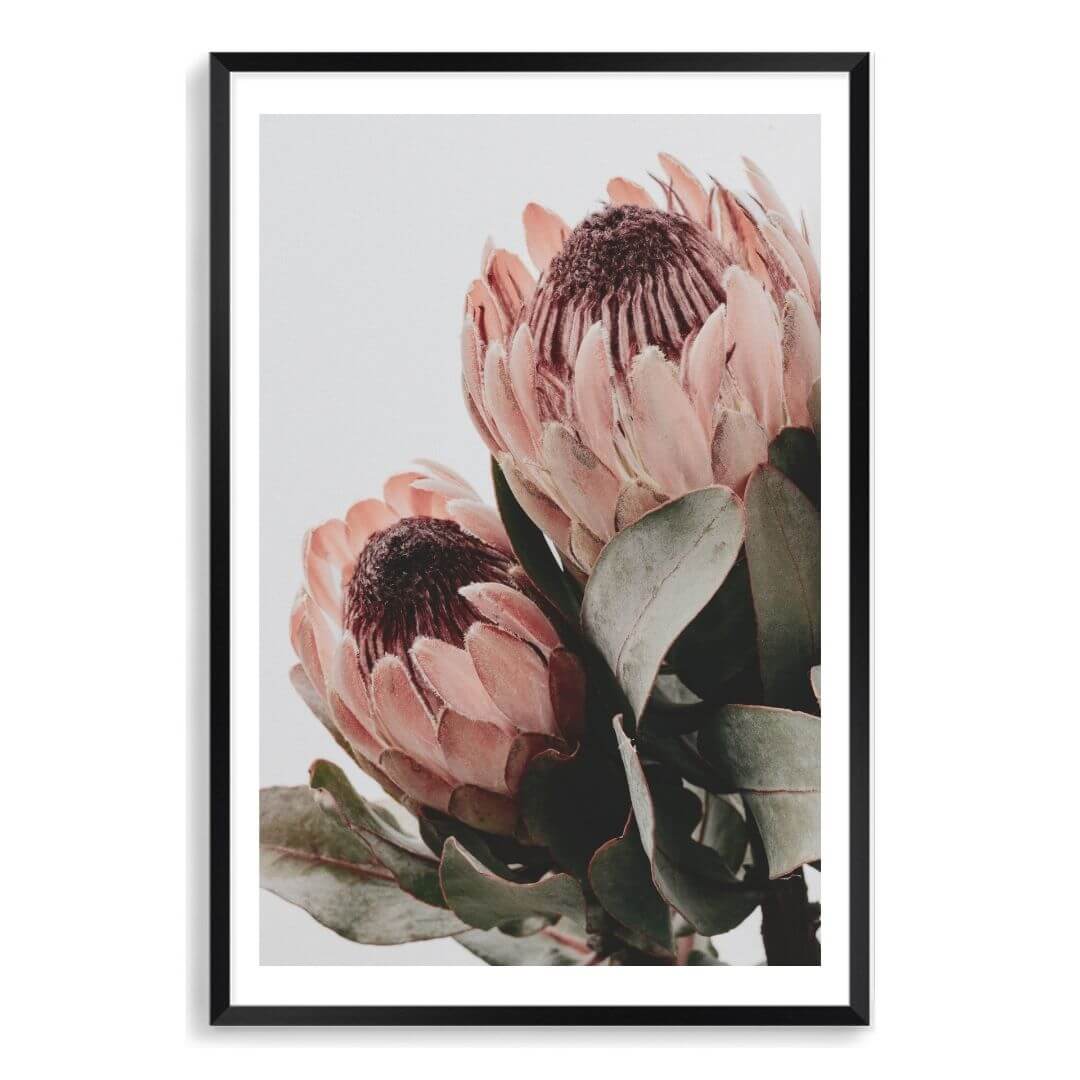 The wall art photo print of a peach protea floral b with a black frame, white border by Beautiful Home Decor