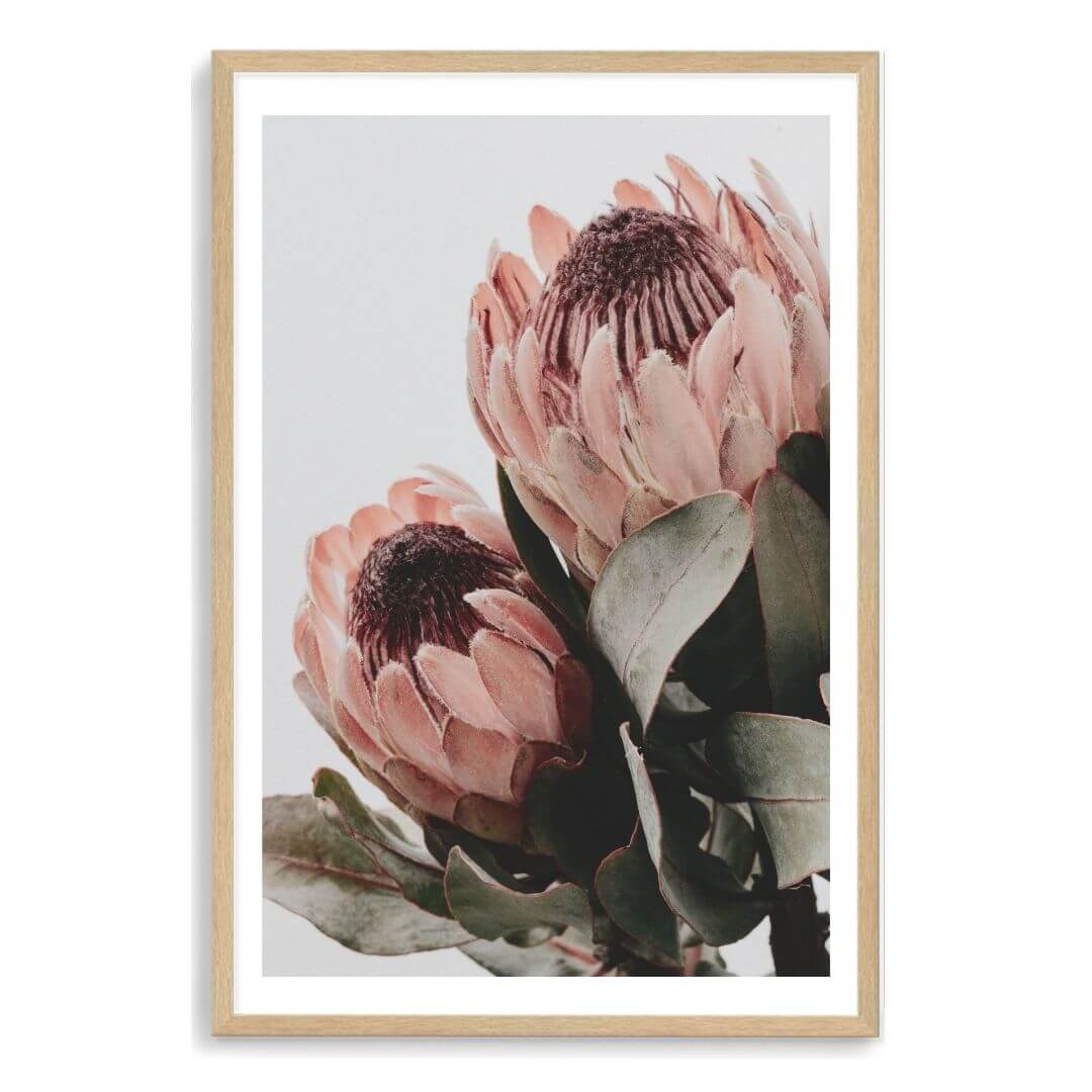 The wall art photo print of a peach protea floral b with a timber frame, white border by Beautiful Home Decor