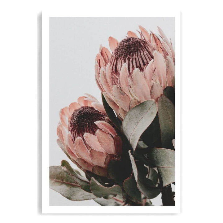 The wall art photo print of a peach protea floral b unframed with a white border by Beautiful HomeDecor