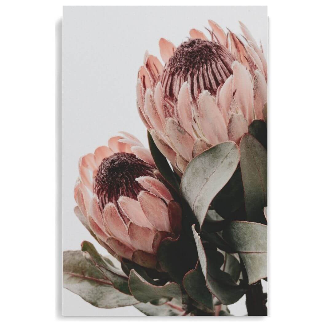 The wall art photo print of a peach protea floral b unframed, printed edge to edge without a white border