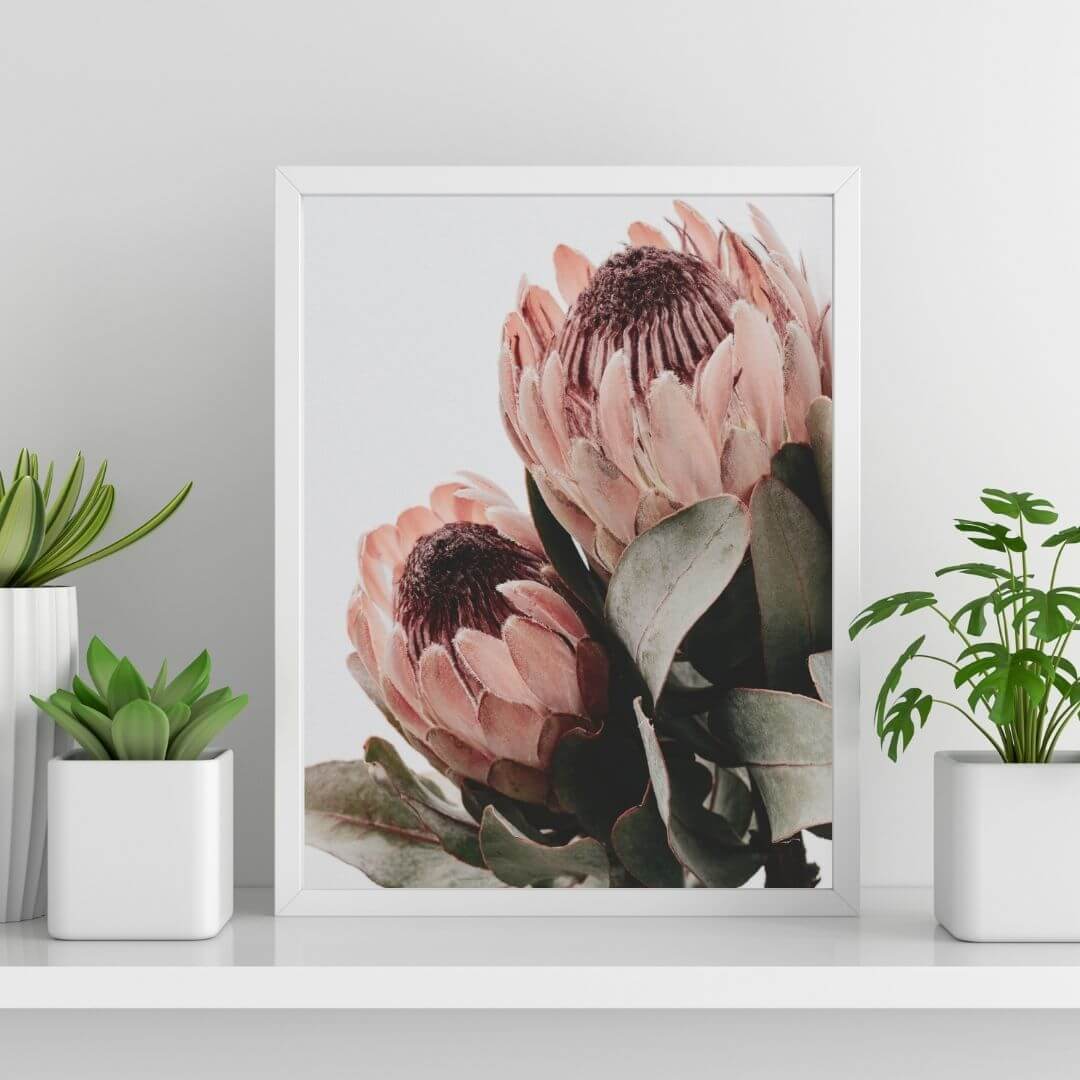 The wall art photo print of a peach protea floral b with a white frame or unframed to style shelves and empty walls