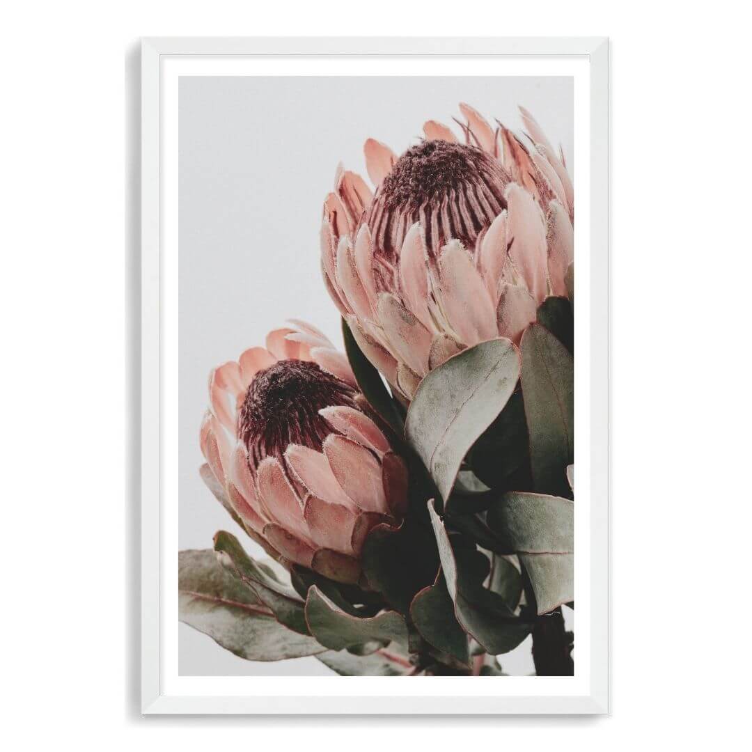 The wall art photo print of a peach protea floral b with a white frame, white border by Beautiful Home Decor