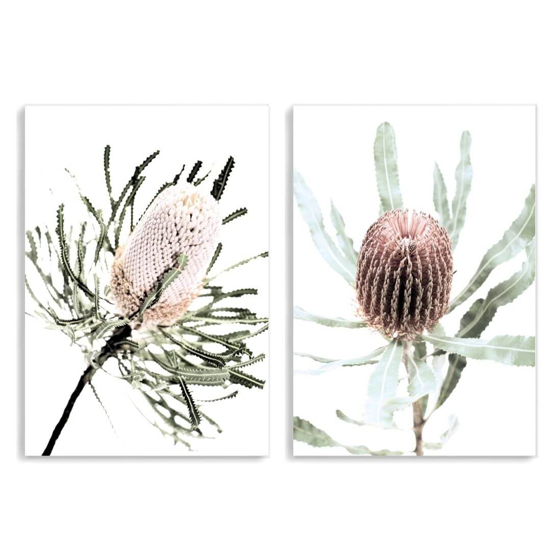 A set of 2 Australian Native Banksia Flowers Wall Art Prints unframed, printed edge to edge without a white border