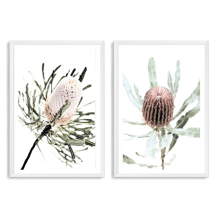 A set of 2 Australian Native Banksia Floral Flowers Wall Art Prints with a white frame, white border by Beautiful Home Decor