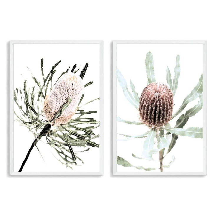 A set of 2 Australian Native Banksia Floral Flowers Wall Art Prints with a white frame, no white border at Beautiful HomeDecor