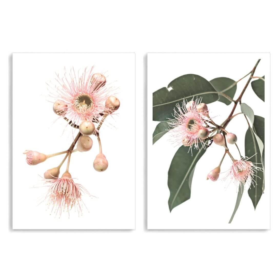 A set of 2 Native Gum Eucalyptus Flower Wall Art Prints unframed with a white border by Beautiful Home Decor