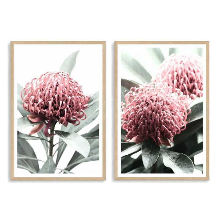 A set of 2 Australian Native Waratah Flowers Wall Art Photo Prints with a timber frame, white border by Beautiful Home Decor